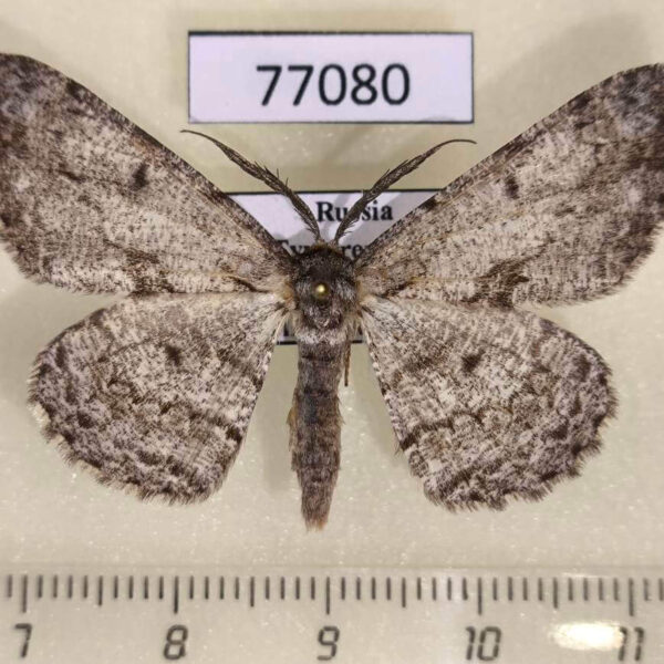 Geometridae Hypomecis roboraria Tyva rep.