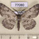 77080p Geometridae Hypomecis roboraria Tyva rep. $5