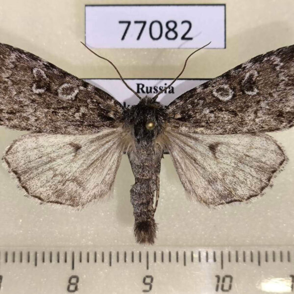 Noctuidae Xestia speciosa arctica Khakassia rep.