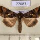77083p Noctuidae Autographa pulchrina Khakassia rep. $7