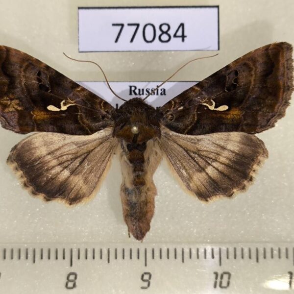 Noctuidae Autographa pulchrina Khakassia rep.