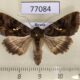 77084p Noctuidae Autographa pulchrina Khakassia rep. $7