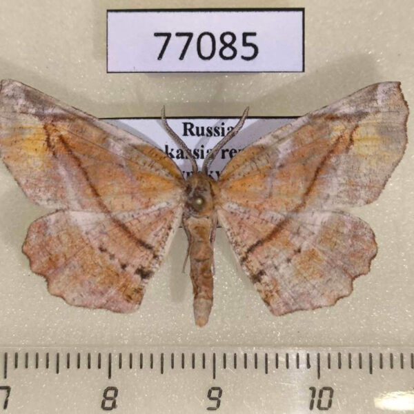 Geometridae Apeira syringaria Khakassia rep.