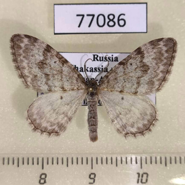 Geometridae Xanthorhoe sajanaria Khakassia rep.