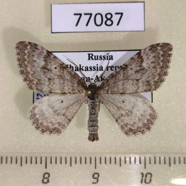 Geometridae Xanthorhoe sajanaria Khakassia rep.