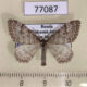 77087p Geometridae Xanthorhoe sajanaria Khakassia rep. $5