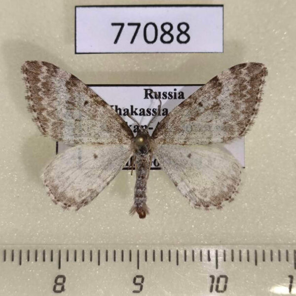 Geometridae Xanthorhoe sajanaria Khakassia rep.