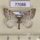 77088p Geometridae Xanthorhoe sajanaria Khakassia rep. $3