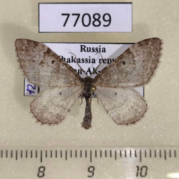 Geometridae Xanthorhoe sajanaria Khakassia rep.