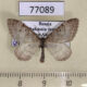 77089p Geometridae Xanthorhoe sajanaria Khakassia rep. $4