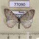 77090p Geometridae Xanthorhoe sajanaria Khakassia rep. $4