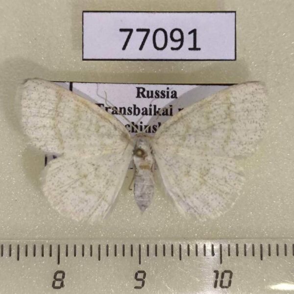 Geometridae Cabera exanthemata f Transbaikal reg.