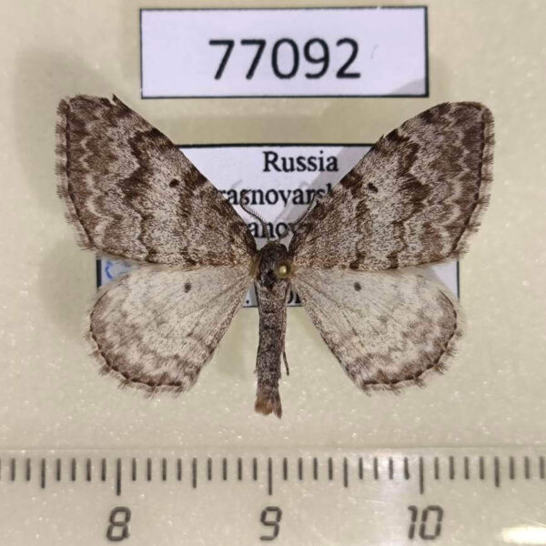Geometridae Xanthorhoe sajanaria Krasnoyarsk reg.