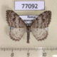 77092p Geometridae Xanthorhoe sajanaria Krasnoyarsk reg. $4