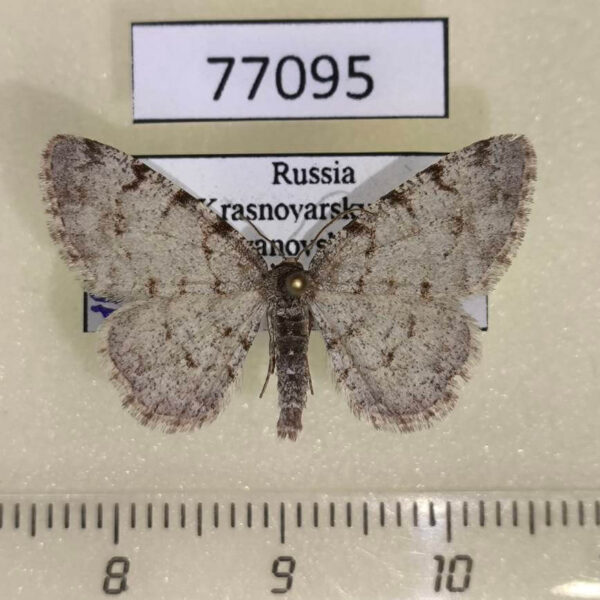 Geometridae Aethalura punctulata Krasnoyarsk reg.