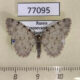 77095p Geometridae Aethalura punctulata Krasnoyarsk reg. $4