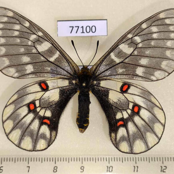 Papilionidae Parnassius eversmanni sasai f North Korea