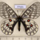 77101p Papilionidae Parnassius eversmanni sasai f North Korea $100
