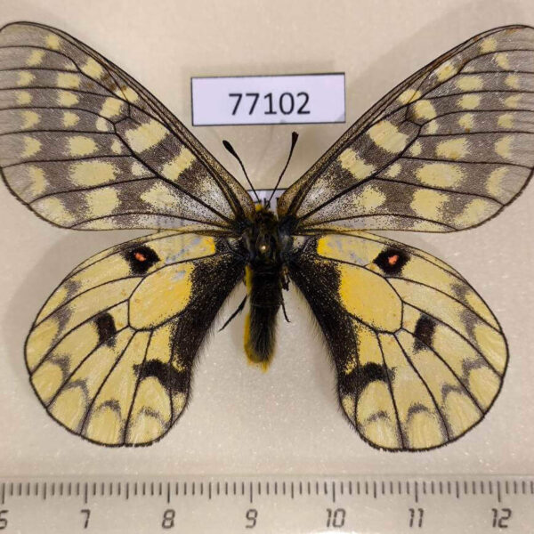 Papilionidae Parnassius eversmanni sasai North Korea