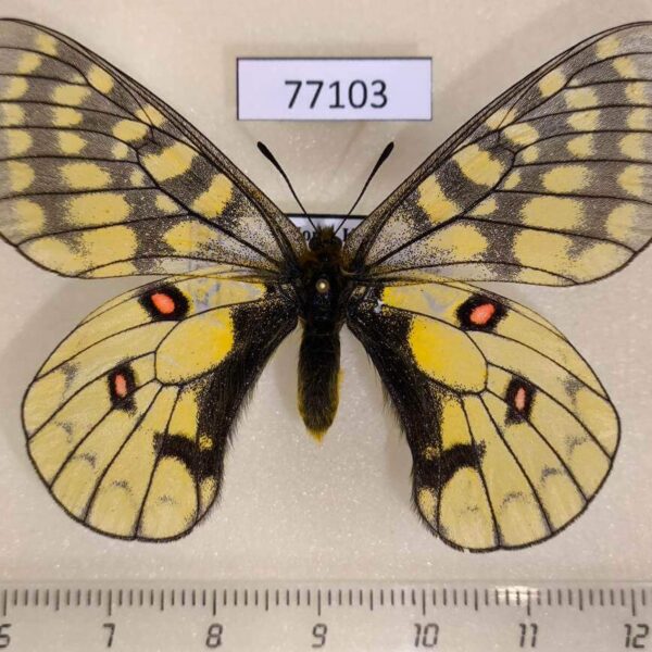 Papilionidae Parnassius eversmanni sasai North Korea