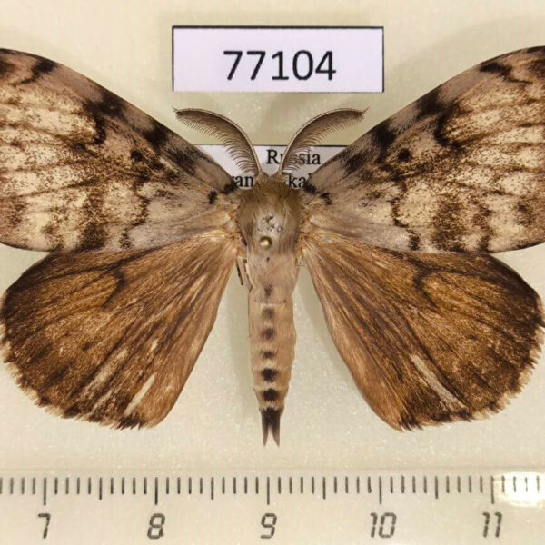 Lymantridae Lymantria dispar Transbaikal reg.