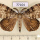 77104p Lymantridae Lymantria dispar Transbaikal reg. $4