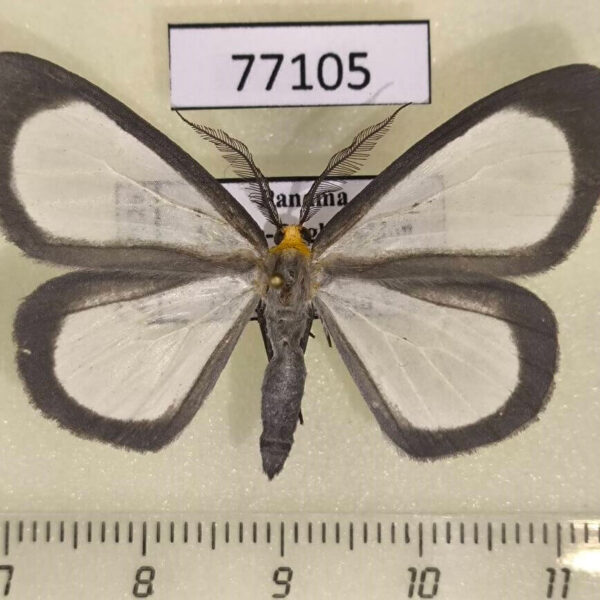 Geometridae Leucula circumdata Panama