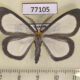 77105p Geometridae Leucula circumdata Panama $9
