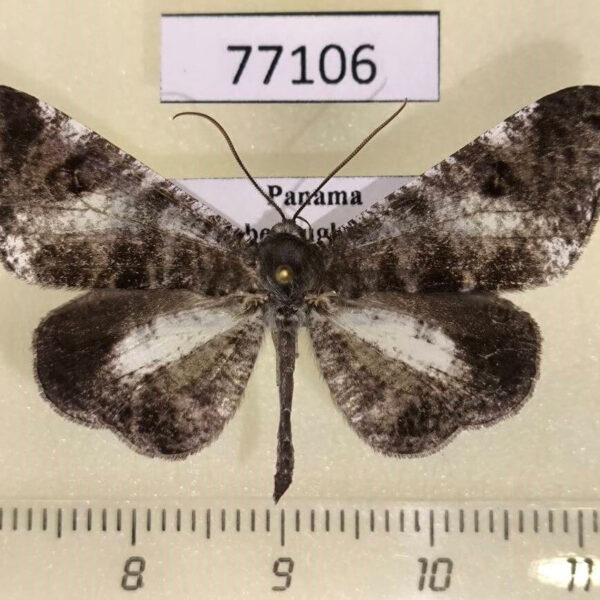 Hedylidae Macrosoma nigrimacula Panama