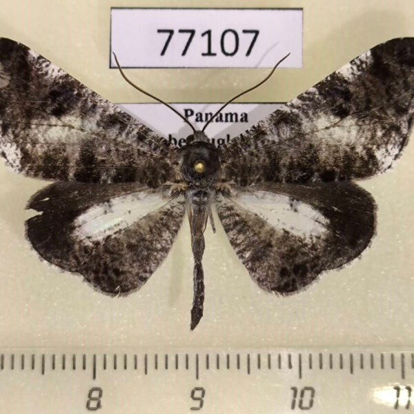 Hedylidae Macrosoma nigrimacula Panama