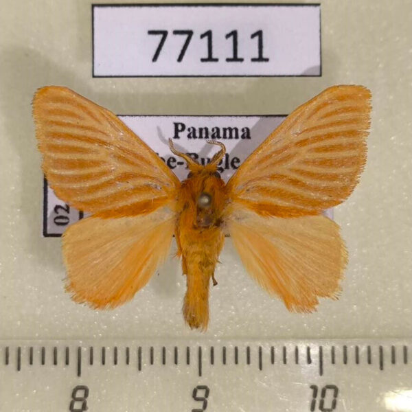 Dalceridae Acraga coa Panama
