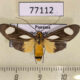 77112p Arctiidae Kirrostola metaxantha Panama $15