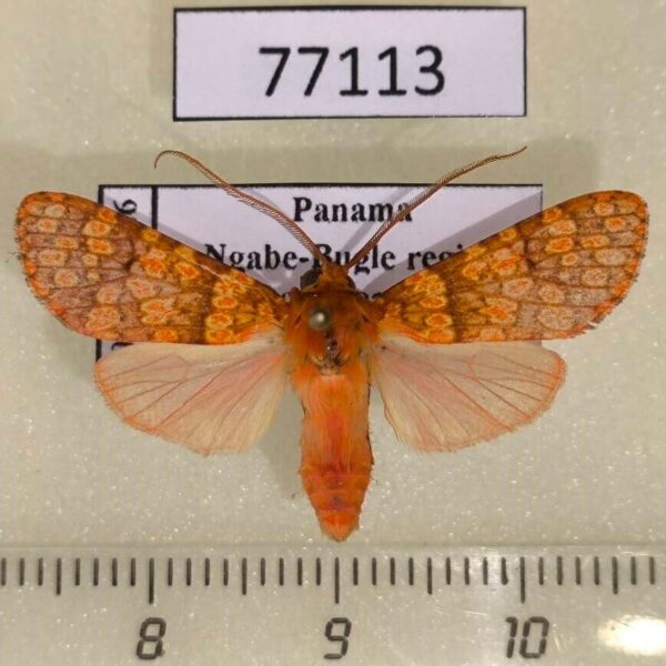 Arctiidae Baritius martajimenezae Panama