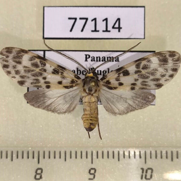 Arctiidae Eucereon aoris Panama