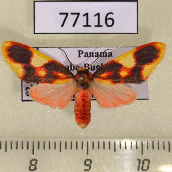 Arctiidae Trichromia amelia Panama