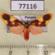 77116p Arctiidae Trichromia amelia Panama $12