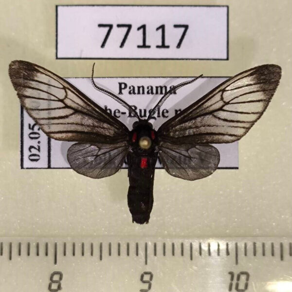 Arctiidae Hypocharis clusia Panama