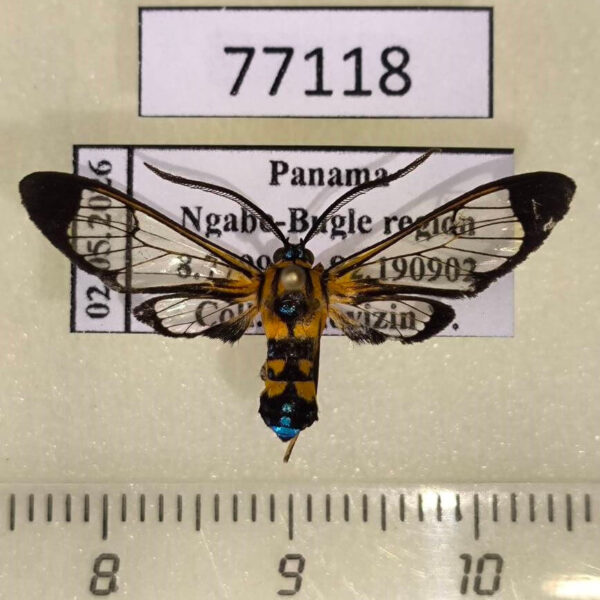 Arctiidae Pheia drucei Panama