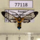 77118p Arctiidae Pheia drucei Panama $13