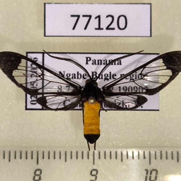 Arctiidae Cosmosoma stibosticta Panama