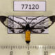 77120p Arctiidae Cosmosoma stibosticta Panama $10