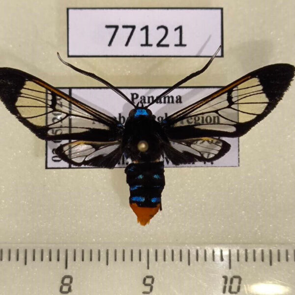 Arctiidae Gymnelia colona Panama