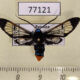 77121p Arctiidae Gymnelia colona Panama $13