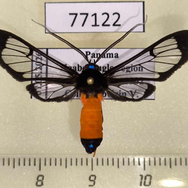 Arctiidae Cosmosoma zurcheri Panama