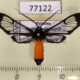 77122p Arctiidae Cosmosoma zurcheri Panama $10