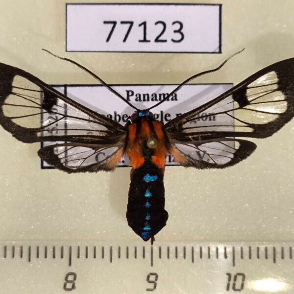 Arctiidae Cosmosoma impar Panama