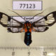 77123p Arctiidae Cosmosoma impar Panama $10