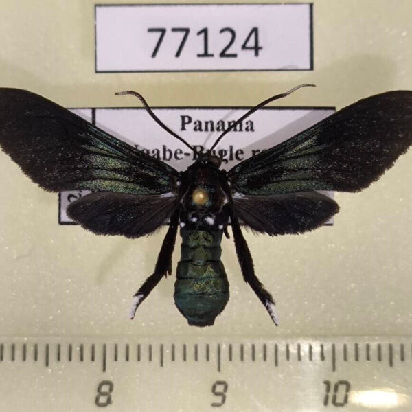 Arctiidae Macrocneme caerulescens f Panama