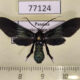 77124p Arctiidae Macrocneme caerulescens f Panama $13