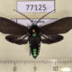 77125p Arctiidae Episcepsis moloneyi Panama $12